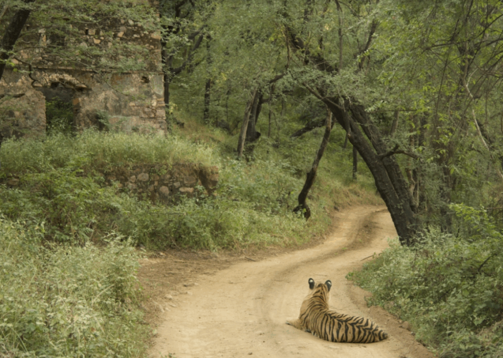 a tiger lying on a dirt road